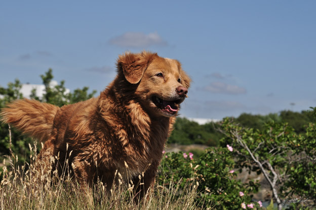 Chaplin 14 years old